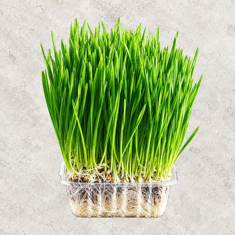 Fresh Sprouts & Microgreens