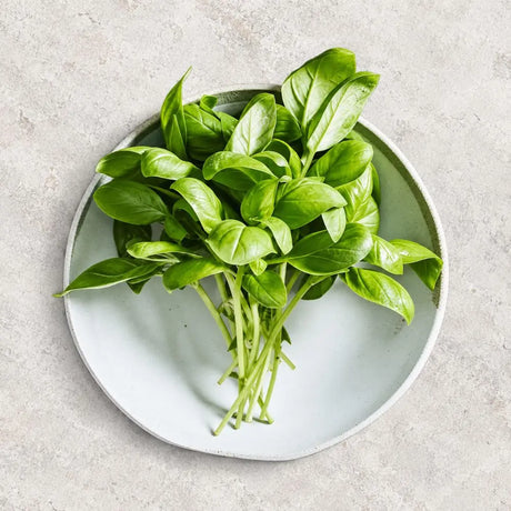 Herb Seeds
