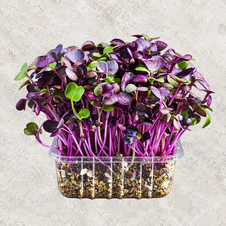 Microgreen Seeds