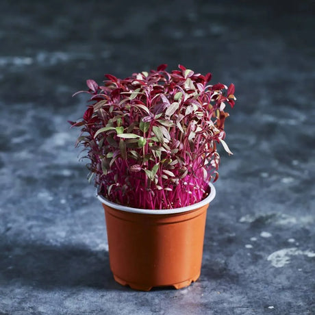 Fresh red Amarosa amaranth microgreens growing in a small pot