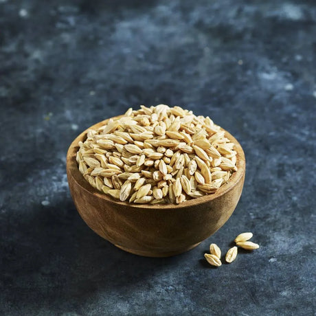 Organic barley grain seeds
