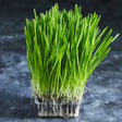 Fresh organic barley grass growing densely in a tray