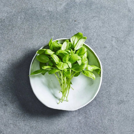 Sweet green basil herb seeds