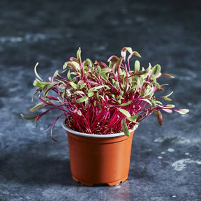 Fresh Bull's Blood beetroot microgreens with colourful stems and leaves