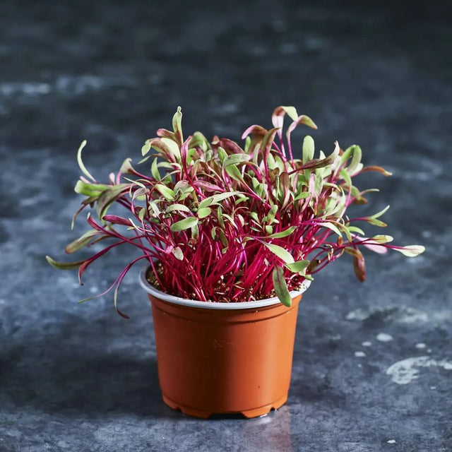 Fresh Bull's Blood beetroot microgreens with colourful stems and leaves