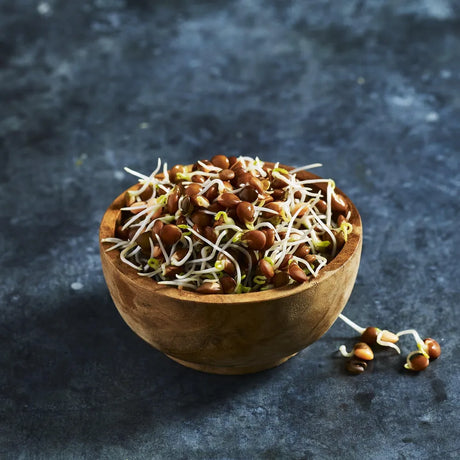 Fresh black Beluga lentil sprouts