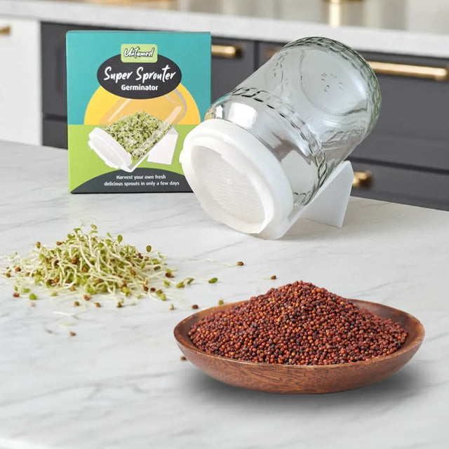 Broccoli sprouting kit with two glass jars and 1kg of broccoli seeds