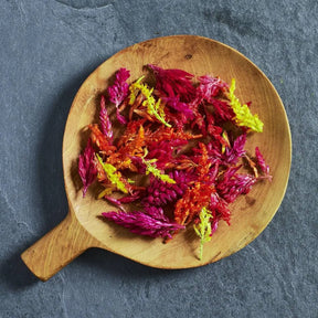 Celosia 'Kimono Mix' edible flower seeds