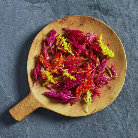 Celosia 'Kimono Mix' edible flower seeds