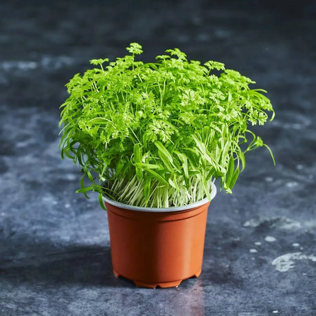 Fresh chervil microgreens with delicate green leaves
