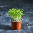 Fresh dill microgreens with fine feathery green leaves