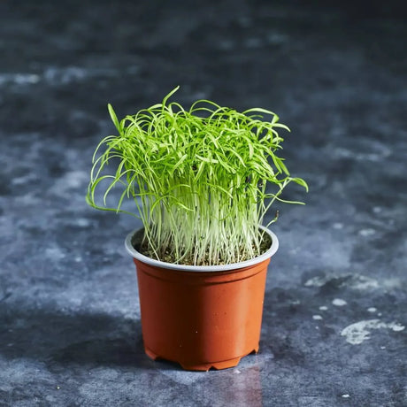 Fresh dill microgreens with fine feathery green leaves