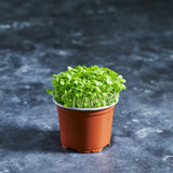 Fresh mâche corn salad microgreens with tender green leaves