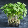 Fresh nasturtium microgreens with round green leaves