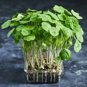 Fresh nasturtium microgreens with round green leaves