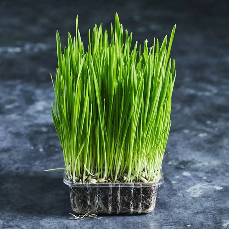 Fresh organic rye grass growing in a small tray