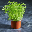 Fresh salad burnet microgreens growing in a small pot
