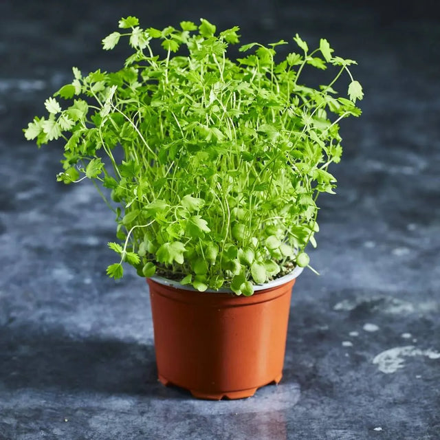 Fresh salad burnet microgreens growing in a small pot