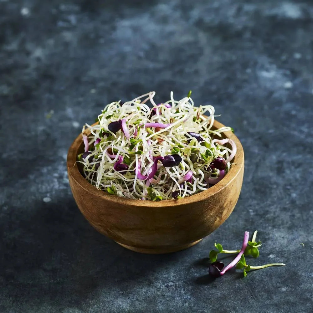 Close-up of fresh alfalfa and radish sprouts