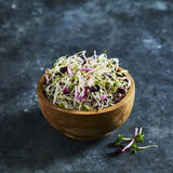 Close-up of fresh alfalfa and radish sprouts