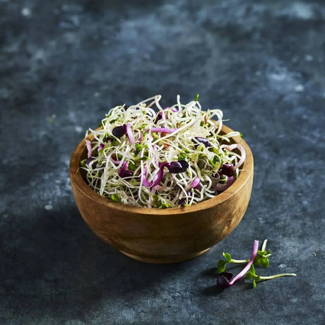 Close-up of fresh alfalfa and radish sprouts