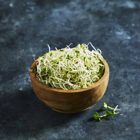 Fresh alfalfa sprouts with fine white stems and green leaves