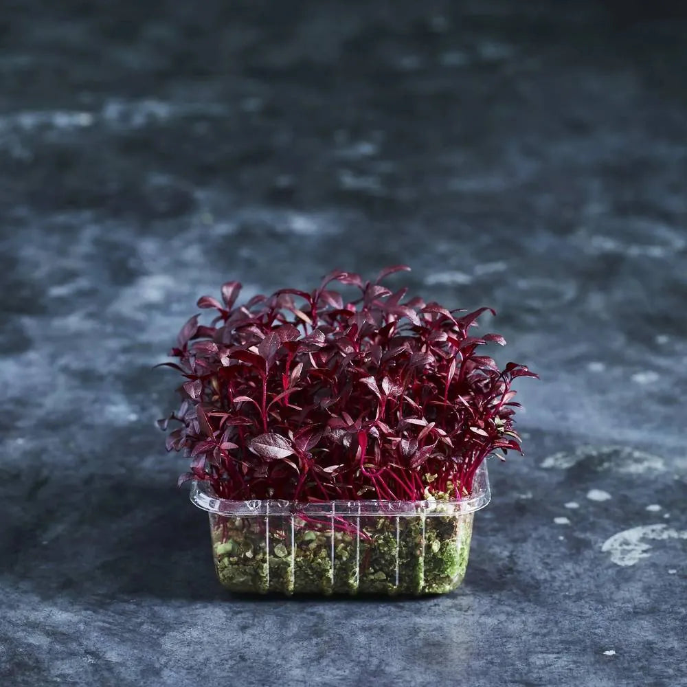 Vibrant red Amarosa amaranth microgreens growing in a tray