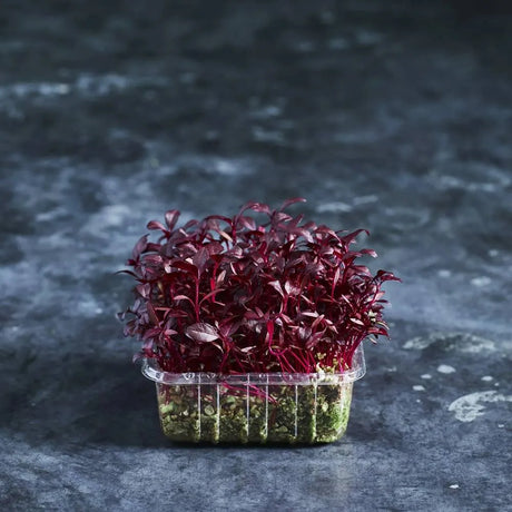 Vibrant red Amarosa amaranth microgreens growing in a tray