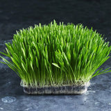 Close-up of fresh organic barley grass shoots