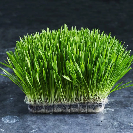 Close-up of fresh organic barley grass shoots