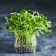 Fresh sunflower shoots with broad green leaves