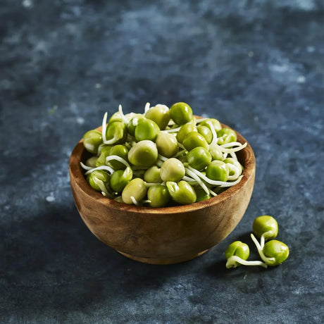 Fresh blue field pea sprouts with tender green shoots