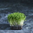 Fresh broccoli microgreens growing densely in a shallow tray