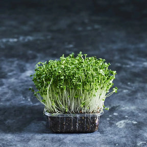 Fresh broccoli microgreens growing densely in a shallow tray