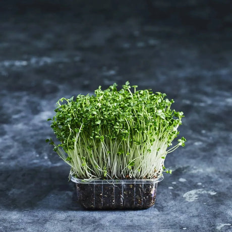 Fresh broccoli microgreens growing densely in a shallow tray