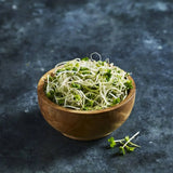 Broccoli sprouting seeds close-up