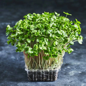 Fresh buckwheat microgreens growing densely in a tray