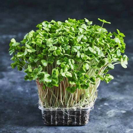 Fresh buckwheat microgreens growing densely in a tray