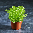 Fresh green herb microgreens growing in a tray