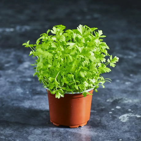 Fresh green herb microgreens growing in a tray