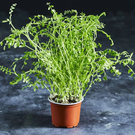 Fresh chickpea microgreens with green leaves and sturdy stems