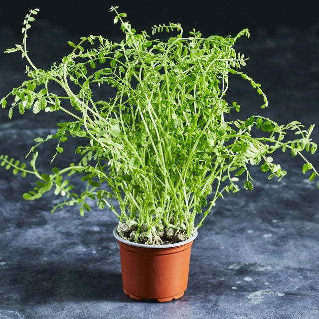 Fresh chickpea microgreens with green leaves and sturdy stems