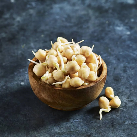 Fresh chickpea sprouts grown from chickpeas