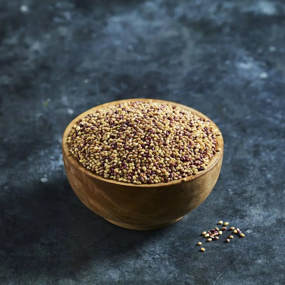 Red clover seeds for growing fresh sprouts