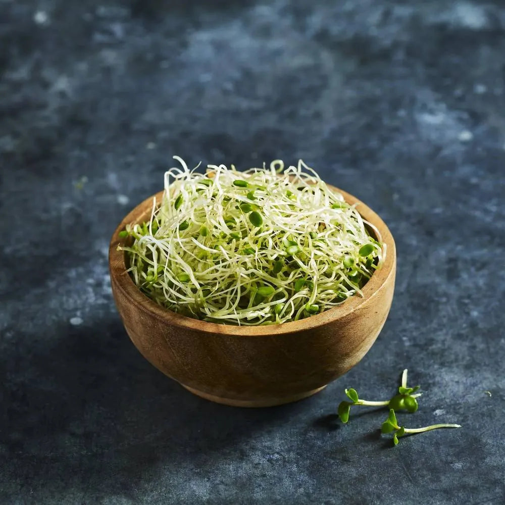 Fresh red clover sprouts with fine stems and green leaves