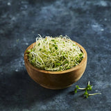 Fresh red clover sprouts with fine stems and green leaves