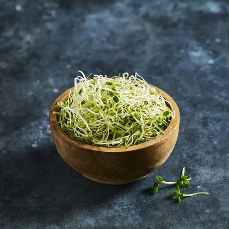 Fresh red clover sprouts with fine stems and green leaves