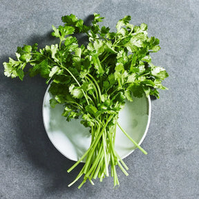 Coriander herb seeds
