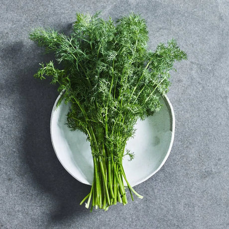 Dill herb seeds