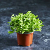 Fresh fenugreek microgreens with tender green leaves